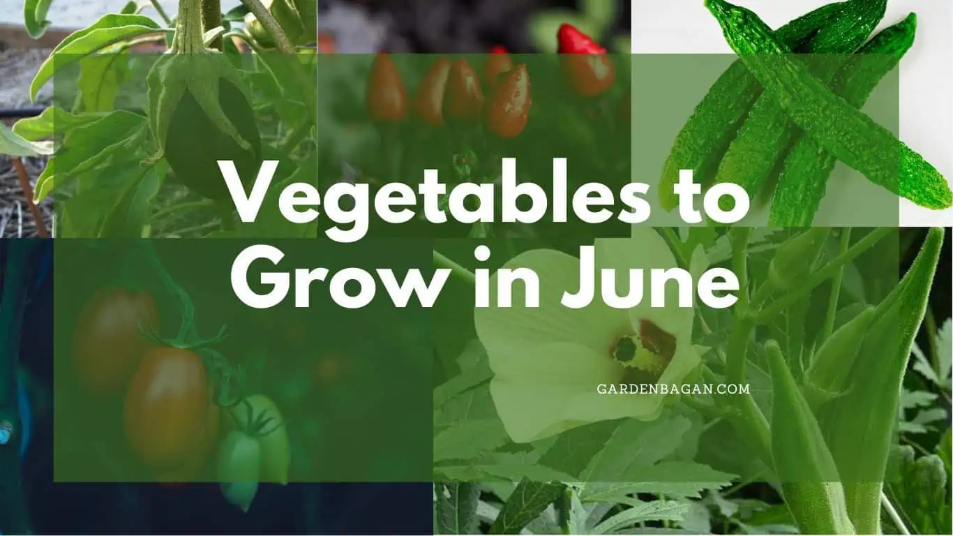 Vegetables to Grow in June