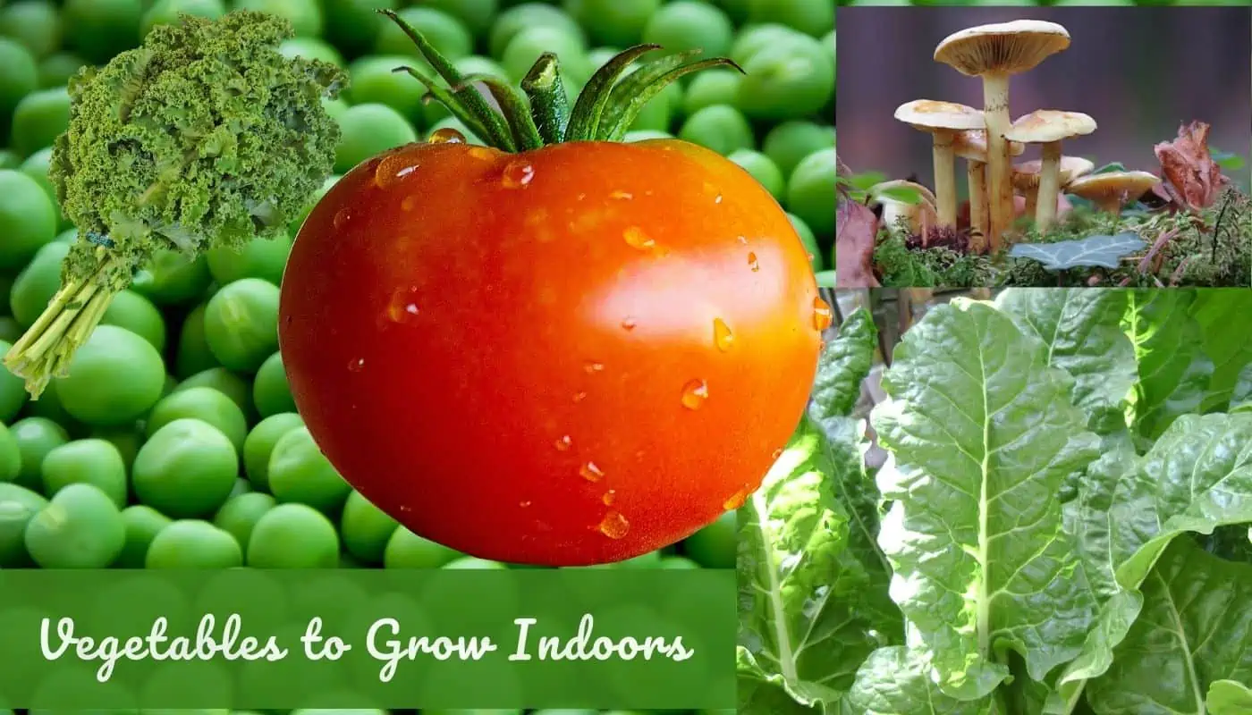 15 Vegetables to Grow Indoors